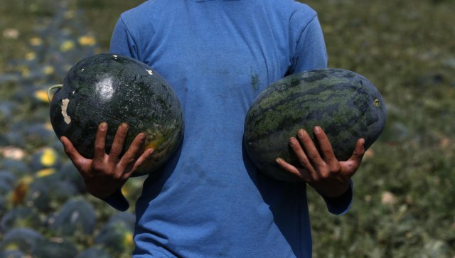 Ne jedite prve lubenice u sezoni, stručnjaci naveli ozbiljan razlog